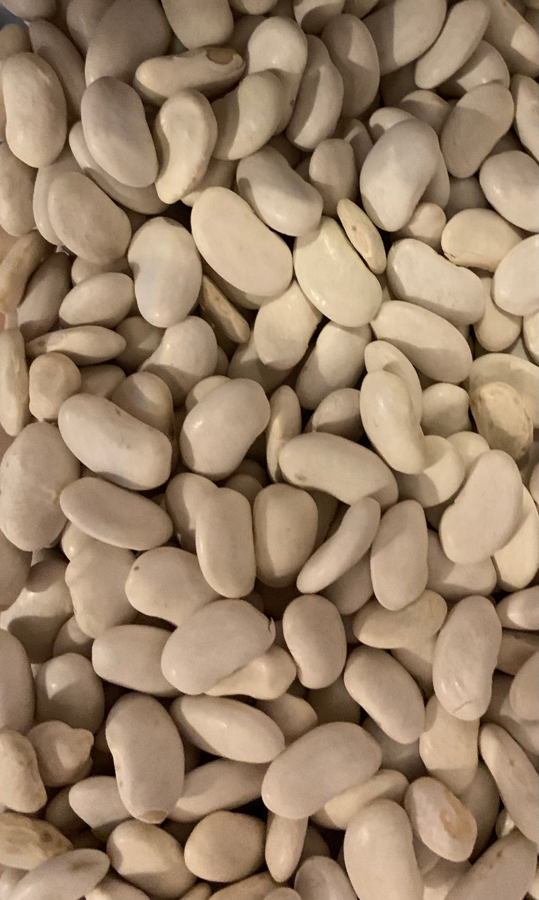 Cannelini Beans 500g